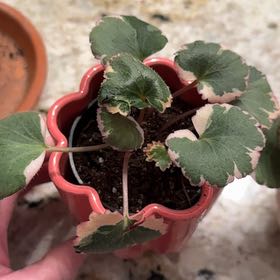 Photo of the plant species Pink Alumroot by @HeroColeus33 named Fernie Mac on Greg, the plant care app