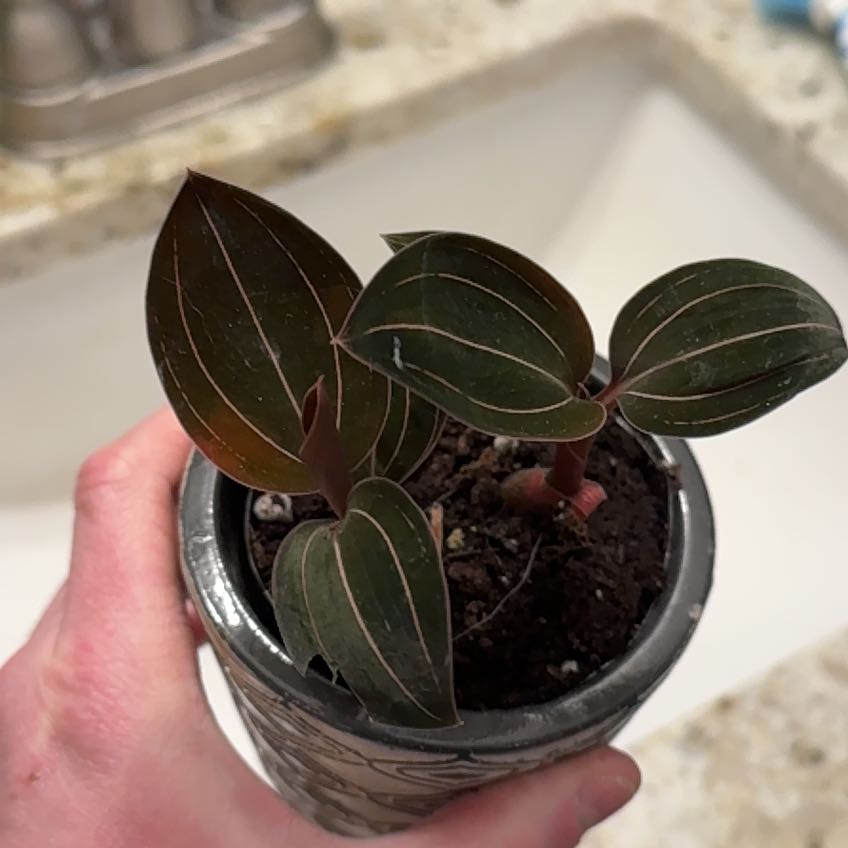 Photo of the plant species Sea Turtle Jewel Orchid by @HeroColeus33 named Gomez on Greg, the plant care app