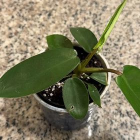 Photo of the plant species Philodendron 'Florida' by @HeroColeus33 named Clooney on Greg, the plant care app