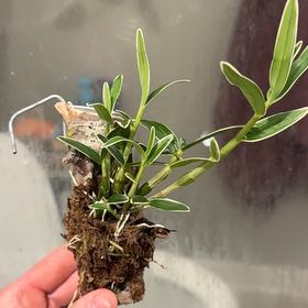 Photo of the plant species Shihu Orchid by @HeroColeus33 named Orlando Bloom on Greg, the plant care app