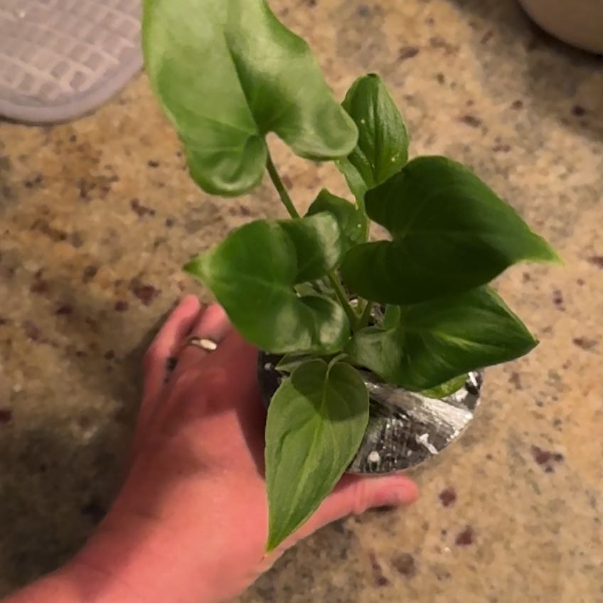 Photo of the plant species Thaumatophyllum spruceanum by @HeroColeus33 named Philodendron- Goeldii on Greg, the plant care app