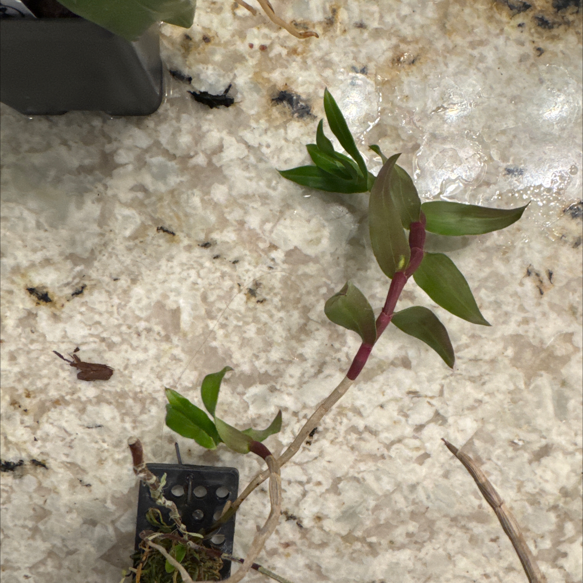 Photo of the plant species Dendrobium sphenochilum by @HeroColeus33 named Orchid on Greg, the plant care app