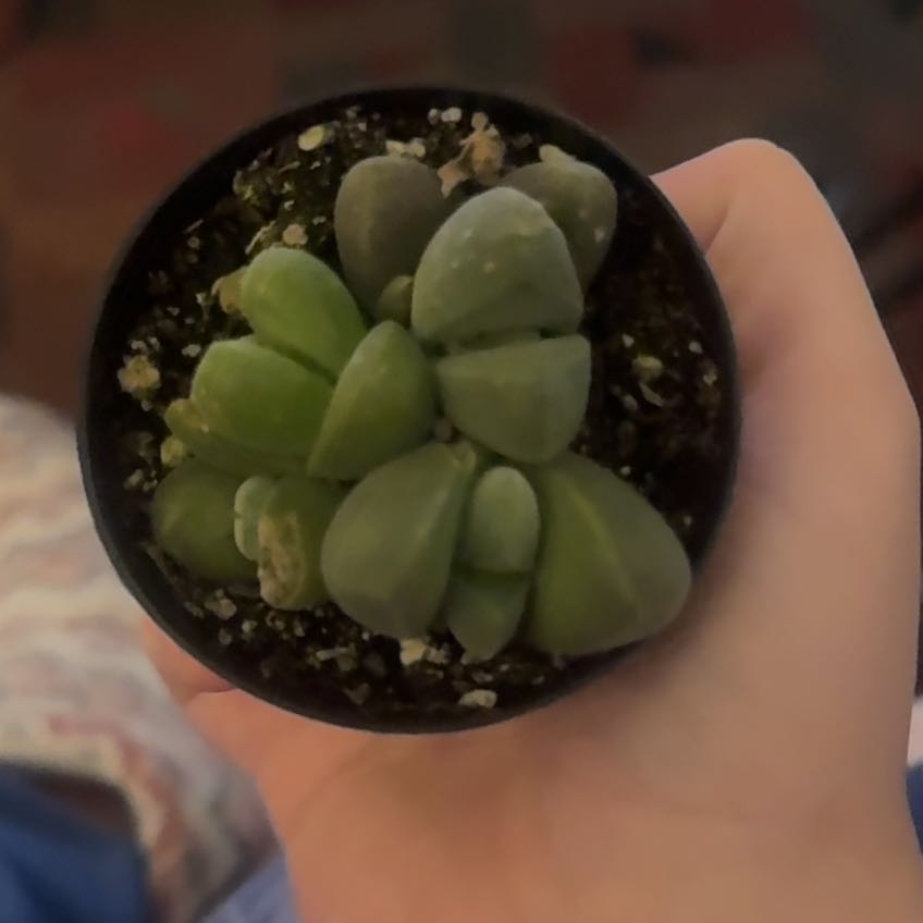 Photo of the plant species Gibbaeum by @ModelBoneset5 named Aristotle on Greg, the plant care app