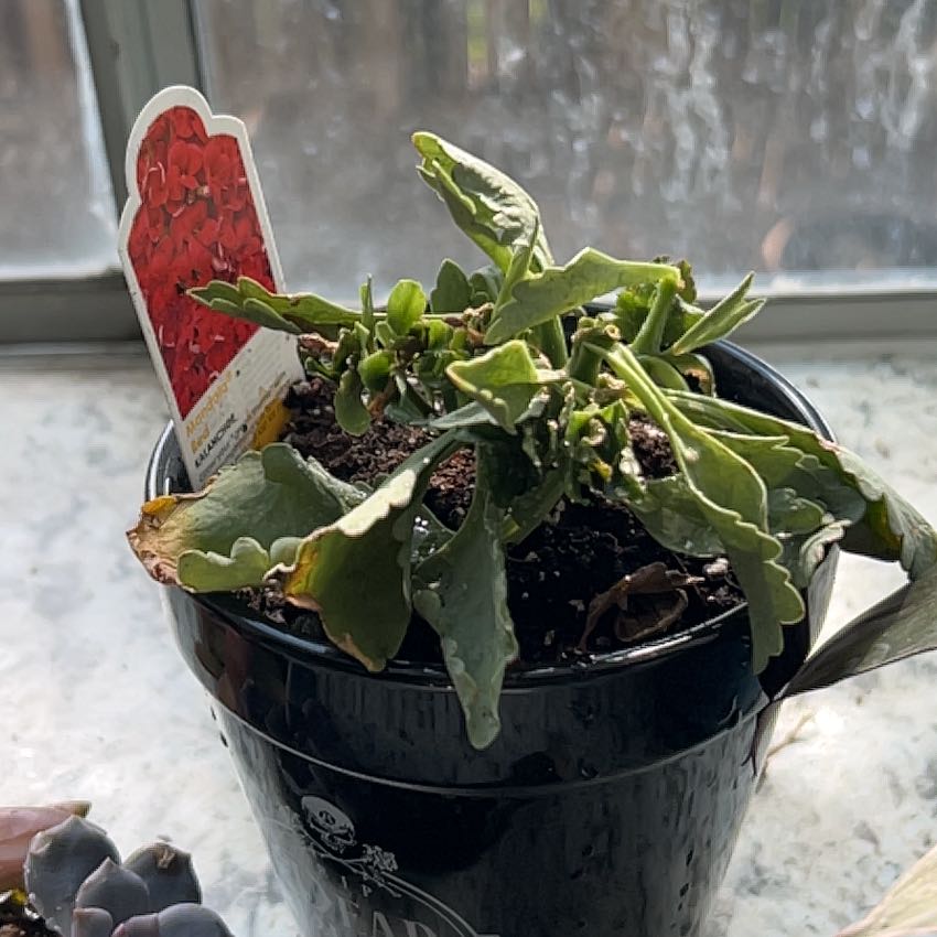 Photo of the plant species Kalanchoe 'Mandala Red' by @YokeRainbow10 named Leaf Erickson on Greg, the plant care app