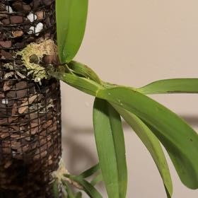 Photo of the plant species Yellow With Red Lip by @ShinyMoss24 named Bodhi on Greg, the plant care app