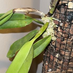 Photo of the plant species Cattleya by @ShinyMoss24 named LiloStitch on Greg, the plant care app