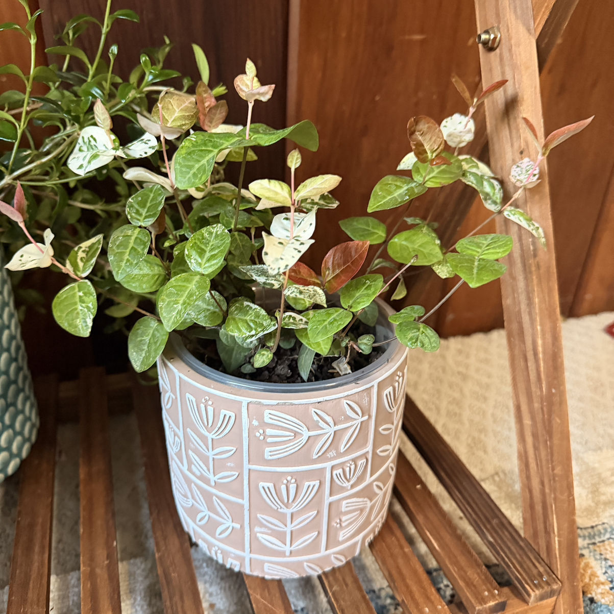 Photo of the plant species Asian Jasmine by @BrightMama named Jasmine on Greg, the plant care app