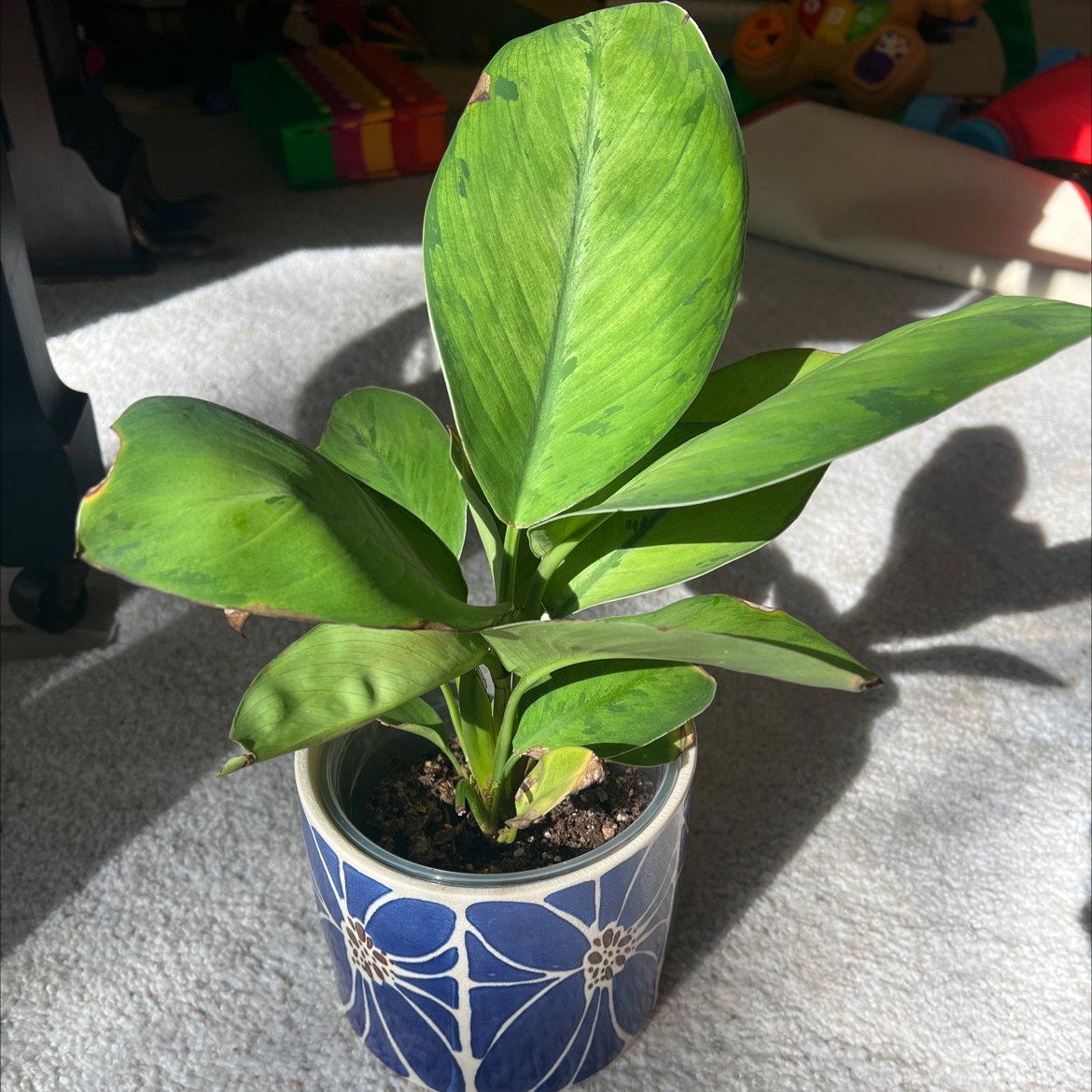 Photo of the plant species Homalomena 'Selby' by @BrightMama named Selby on Greg, the plant care app