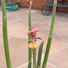 Photo of the plant species Slipper Plant by @HelperLichen22 named Zeus on Greg, the plant care app