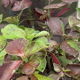 Photo of the plant species African poinsettia by @HelperLichen22 named Keanu Leaves on Greg, the plant care app
