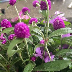 Photo of the plant species Globe Amaranth by @BestOrchids58 named Fernie Mac on Greg, the plant care app