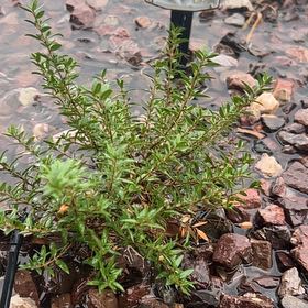 Photo of the plant species Perennial Savory by @HonoredChilli98 named Tree Diddy on Greg, the plant care app