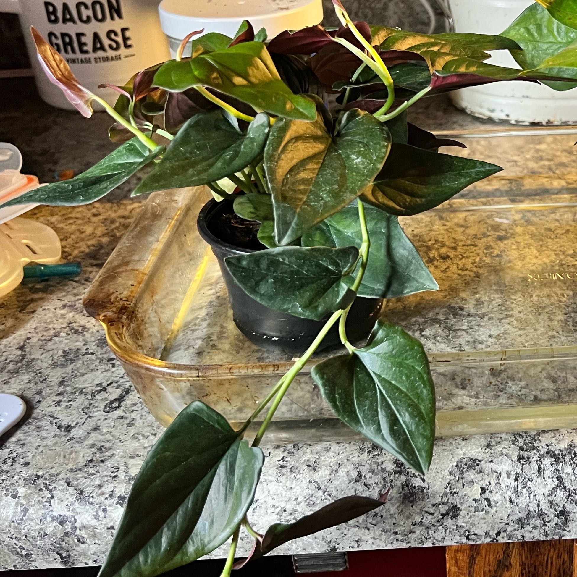 Photo of the plant species Maya Red Syngonium by @CosmicRoussea78 named Diana on Greg, the plant care app