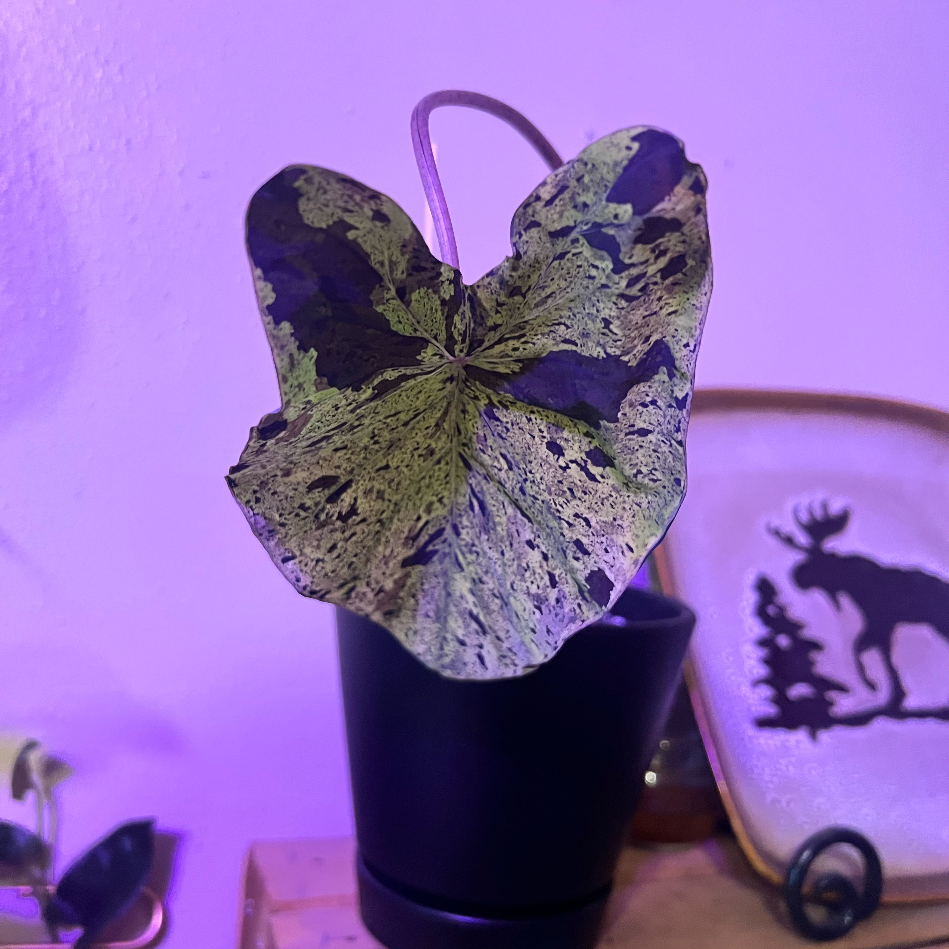 Photo of the plant species Black Magic Elephant Ear by @CosmicRoussea78 named LiloStitch on Greg, the plant care app