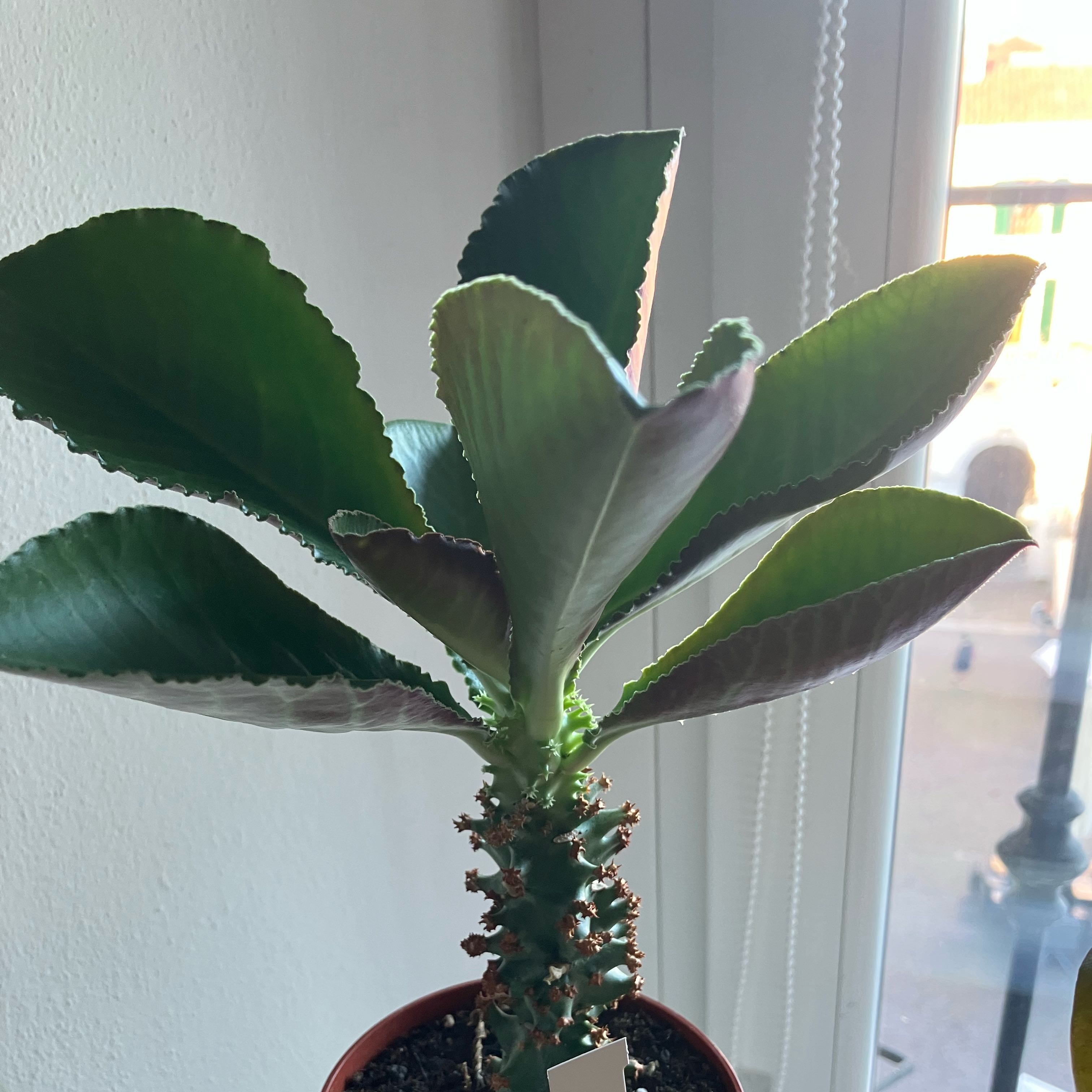 Photo of the plant species Monadenium spectabile 'Album' by @YernBokchoi83 named Queen on Greg, the plant care app