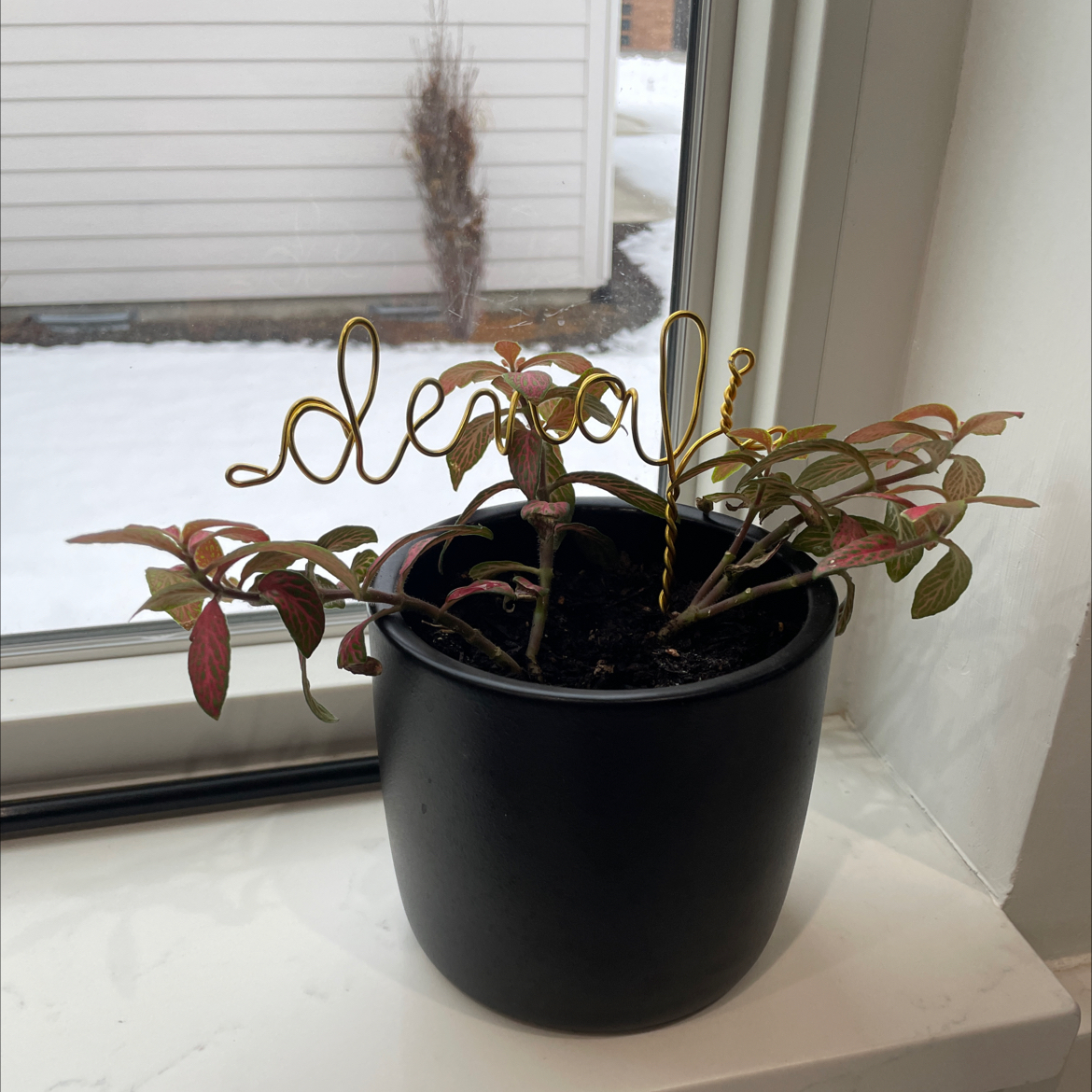 Photo of the plant species Nerve Plant by @ZingyCorncob64 named Denali on Greg, the plant care app