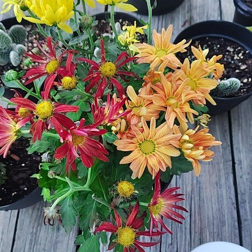 Photo of the plant species Pelee Mums by @FabNeem16 named Plato on Greg, the plant care app