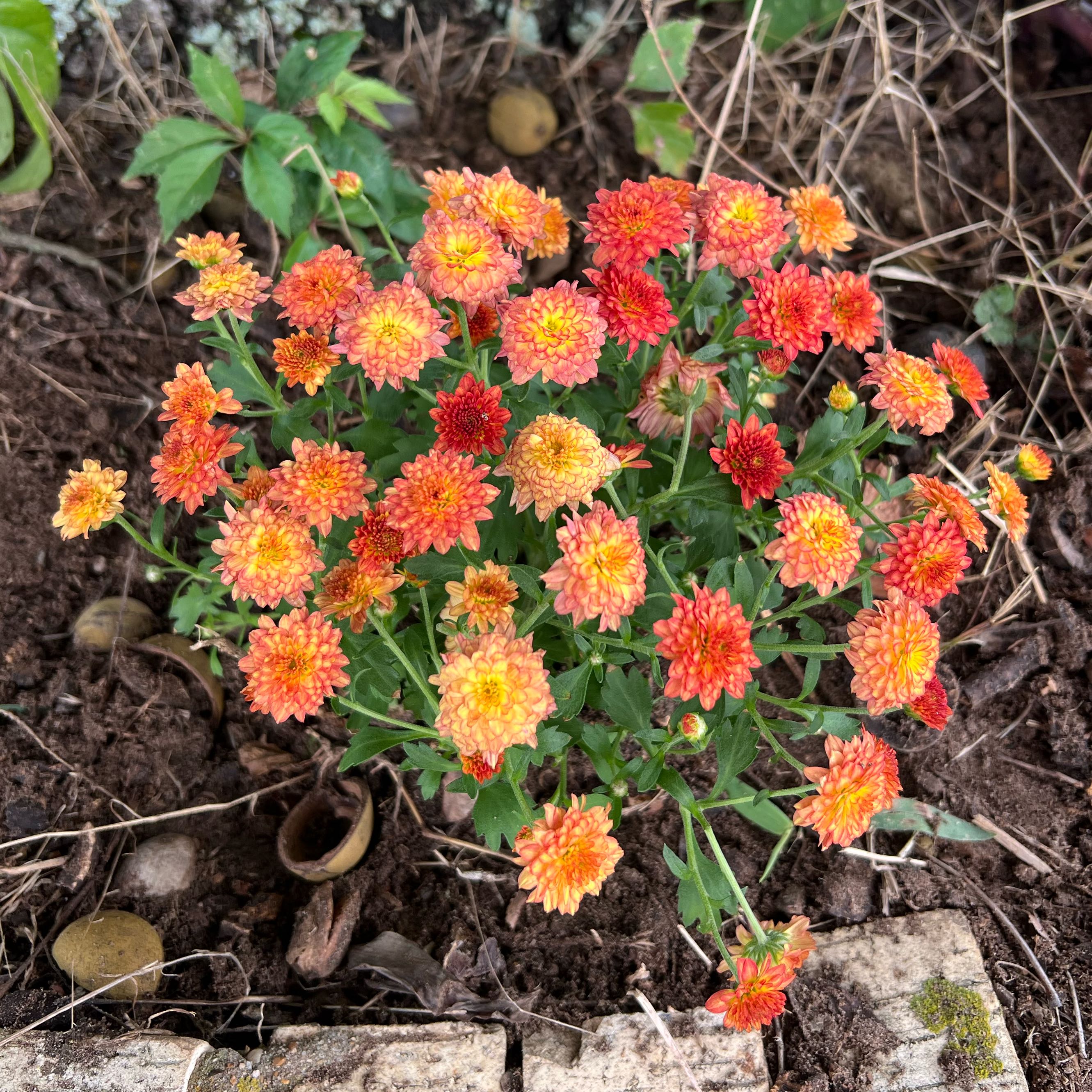 Photo of the plant species Chrysanthemum by @ManlyNeem named Mia on Greg, the plant care app