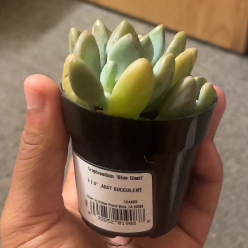 Photo of the plant species Succulent by @FitBluerose8 named Einstein on Greg, the plant care app