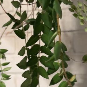 Photo of the plant species Angel's Tears by @CopiousTaro named Lebron on Greg, the plant care app