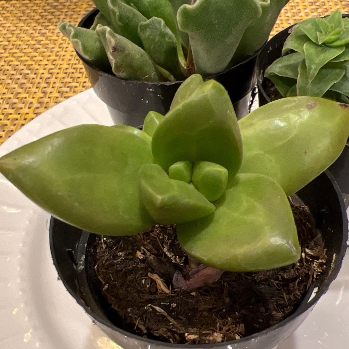 Photo of the plant species golden sedum lime gold by @QualityBalsam61 named Planty on Greg, the plant care app