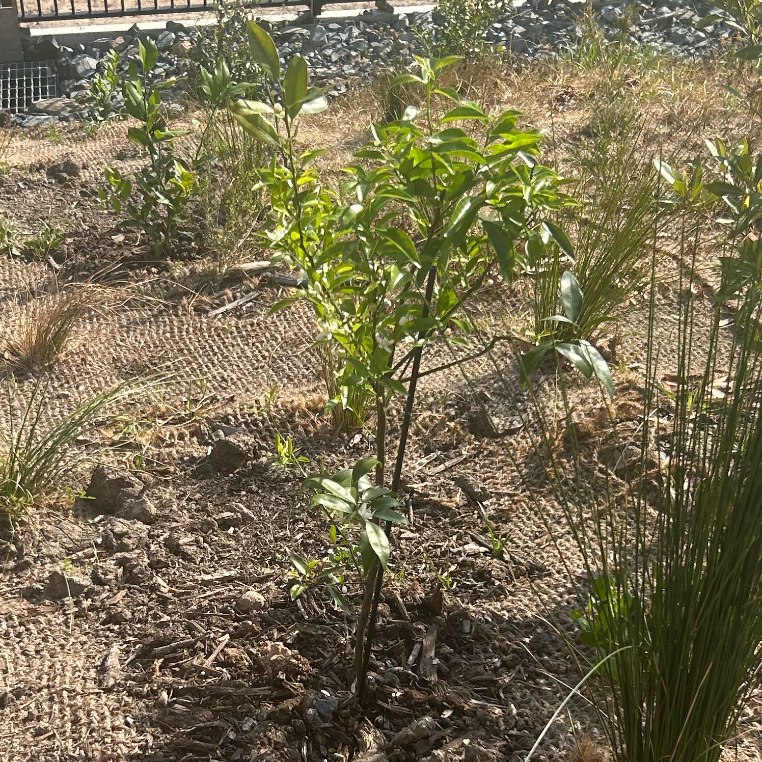 Photo of the plant species Mandarin orange by @BusyBlueoak72 named Homer on Greg, the plant care app