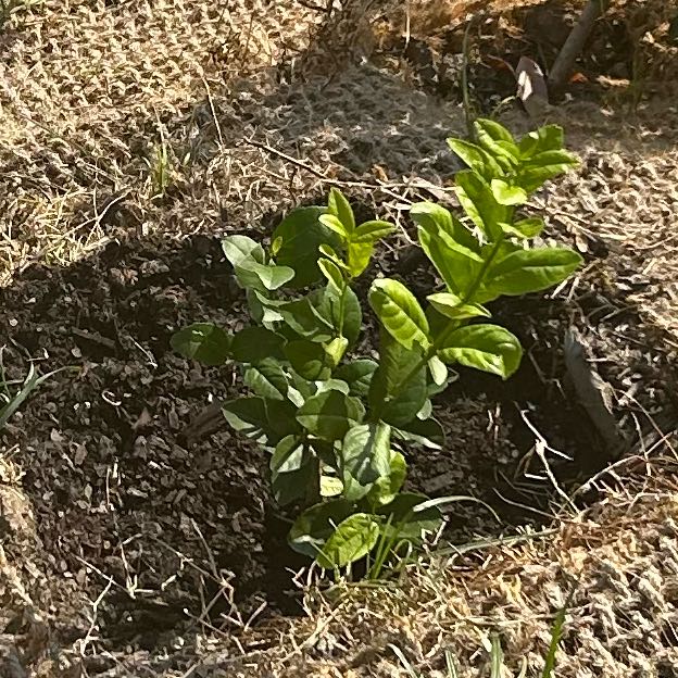 Photo of the plant species Tahitian Lime by @BusyBlueoak72 named Harper on Greg, the plant care app