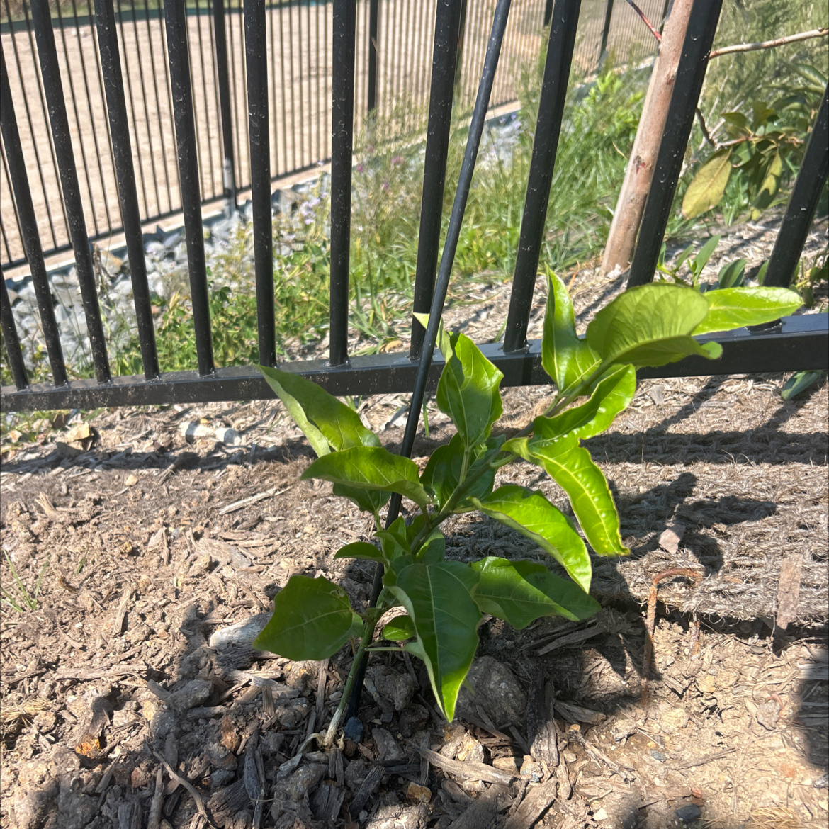 Photo of the plant species Panama Red Passionfruit by @BusyBlueoak72 named Rainier on Greg, the plant care app