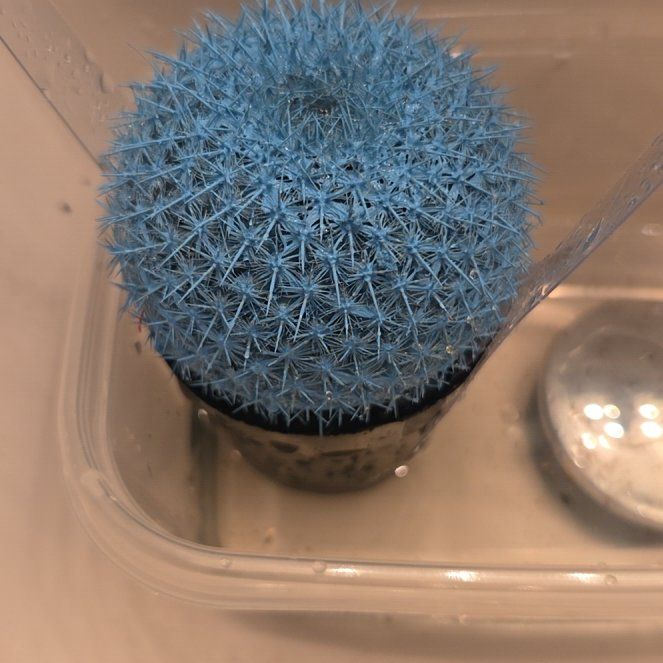 Photo of the plant species Cactus by @CordialOrpine53 named Gregarious on Greg, the plant care app