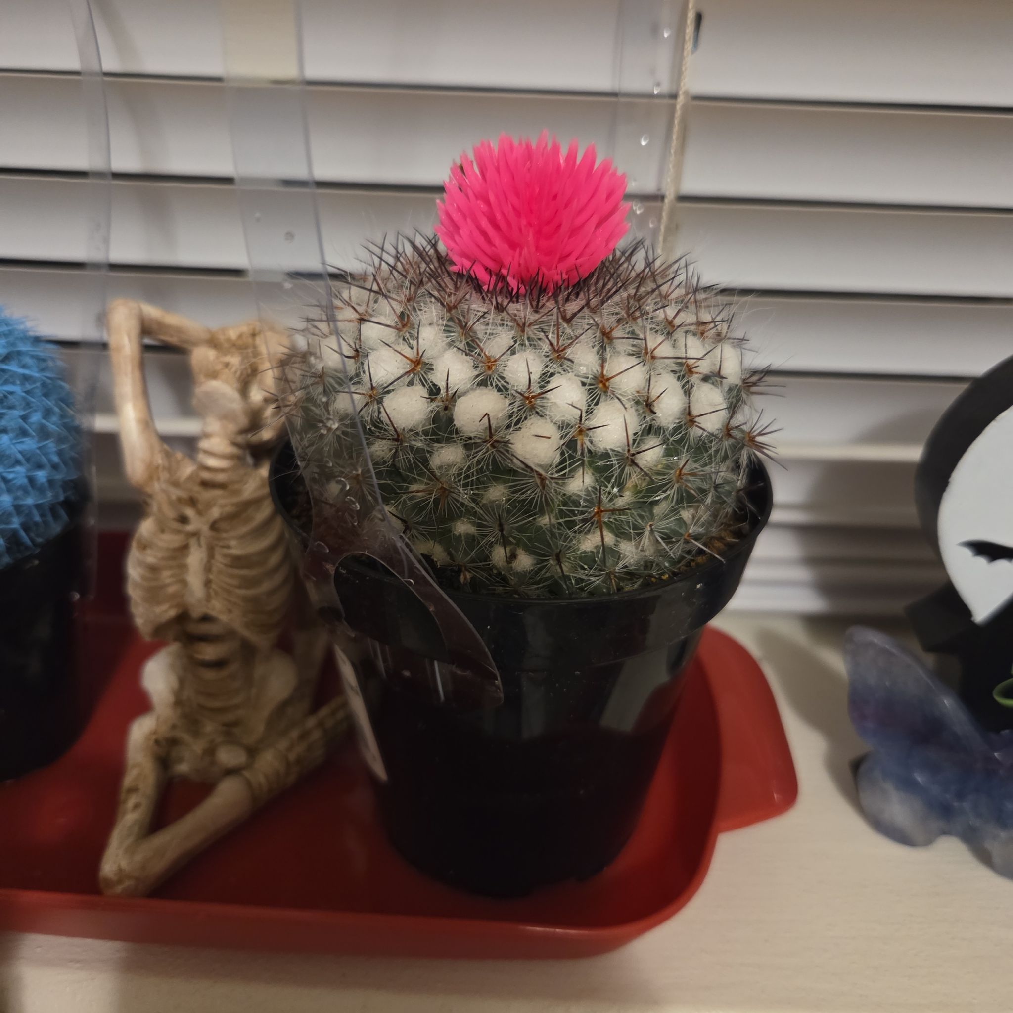 Photo of the plant species Strawberry Cactus by @CordialOrpine53 named Scarlett on Greg, the plant care app