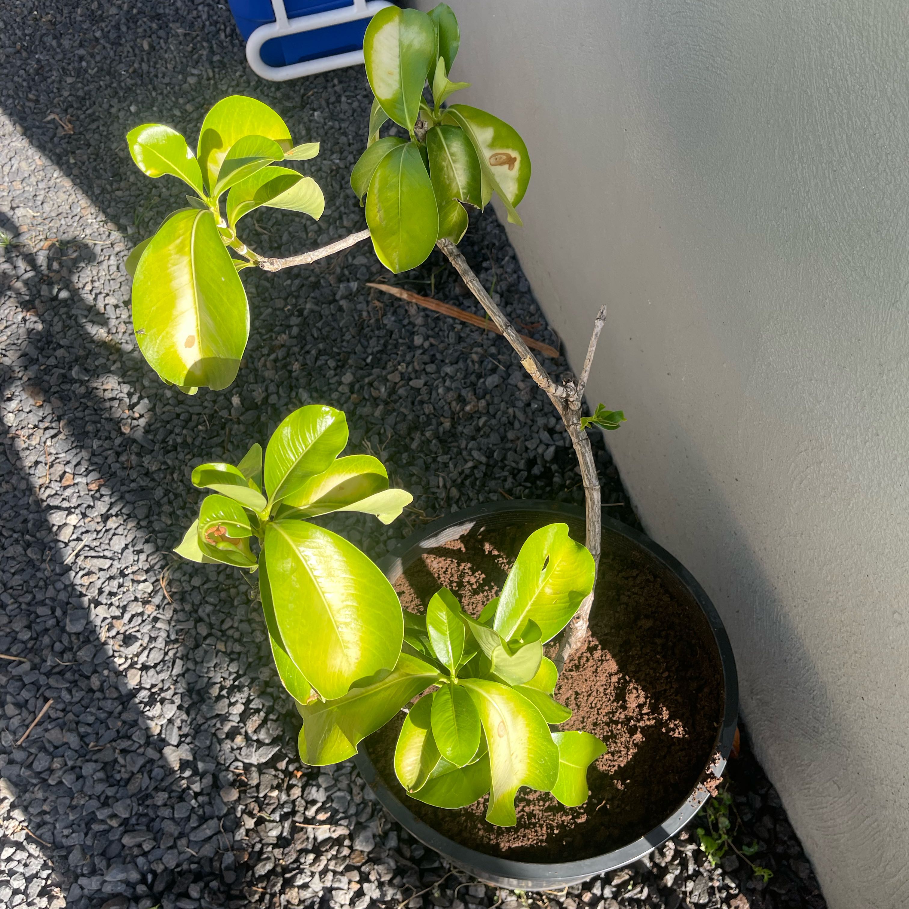 Photo of the plant species Puakenikeni by @RadChaya21 named Mochi on Greg, the plant care app