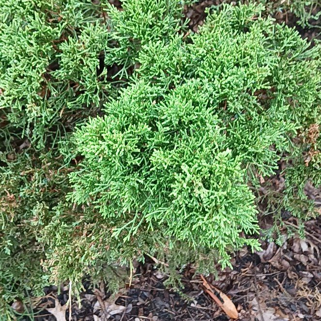 Photo of the plant species Herb Sophia by @KindMorombe89 named Fernie Mercury on Greg, the plant care app