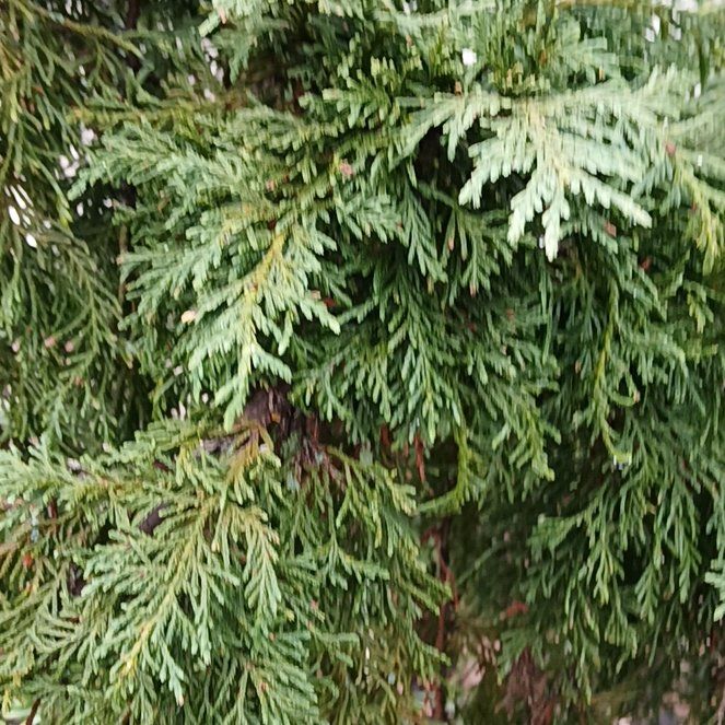 Photo of the plant species Ginger Pine by @KindMorombe89 named Mando on Greg, the plant care app