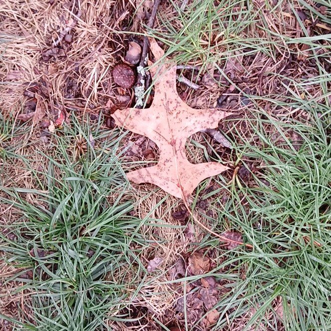 Photo of the plant species Northern Red Oak by @KindMorombe89 named Keanu Leaves on Greg, the plant care app