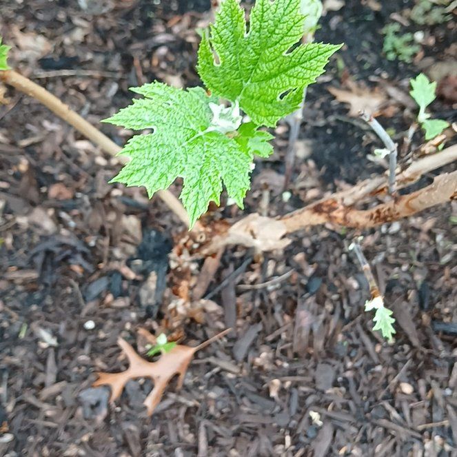 Photo of the plant species Oakleaf Hydrangea by @KindMorombe89 named Austen on Greg, the plant care app