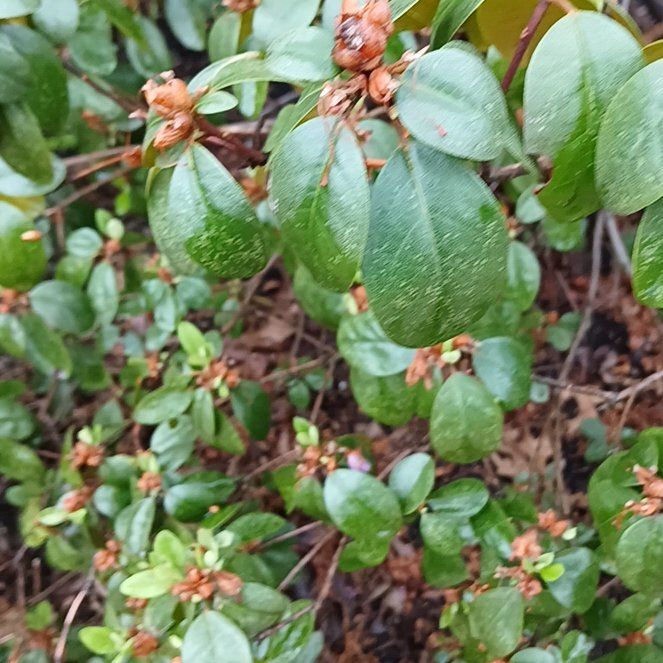 Photo of the plant species Sexton's Bride by @KindMorombe89 named Tree Diddy on Greg, the plant care app