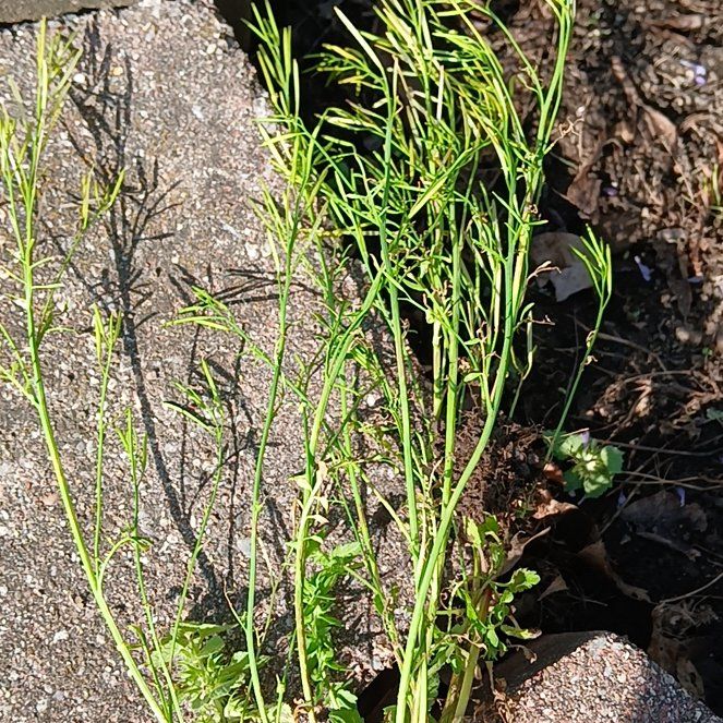 Photo of the plant species Hairy Bittercress by @KindMorombe89 named Zion on Greg, the plant care app