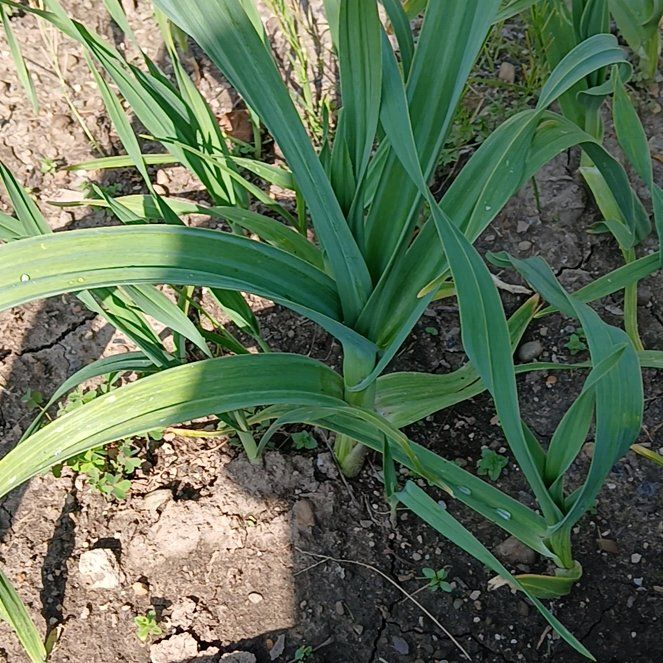 Photo of the plant species Elephant Garlic by @KindMorombe89 named Gaga on Greg, the plant care app