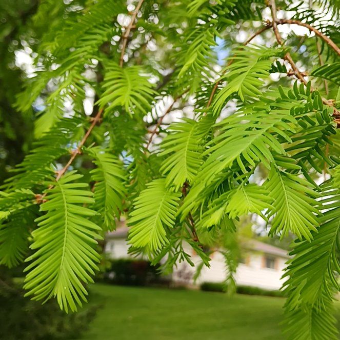 Photo of the plant species Dawn Redwood by @KindMorombe89 named Nithin on Greg, the plant care app