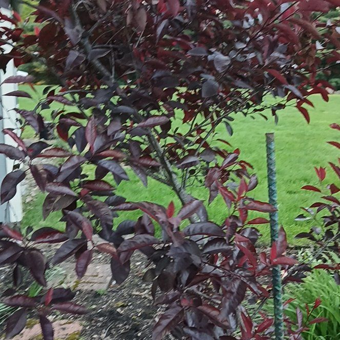 Photo of the plant species Cherry Plum by @KindMorombe89 named Captain Plant-it on Greg, the plant care app