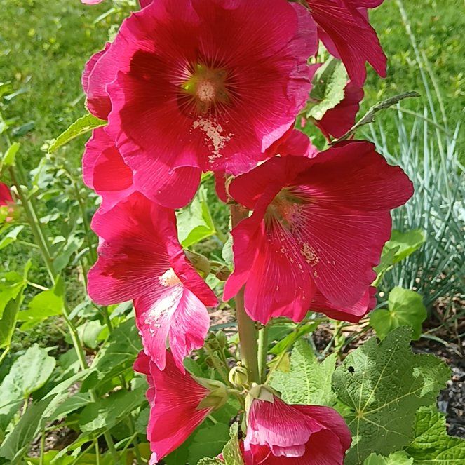 Photo of the plant species Hollyhock by @KindMorombe89 named Hamilton on Greg, the plant care app