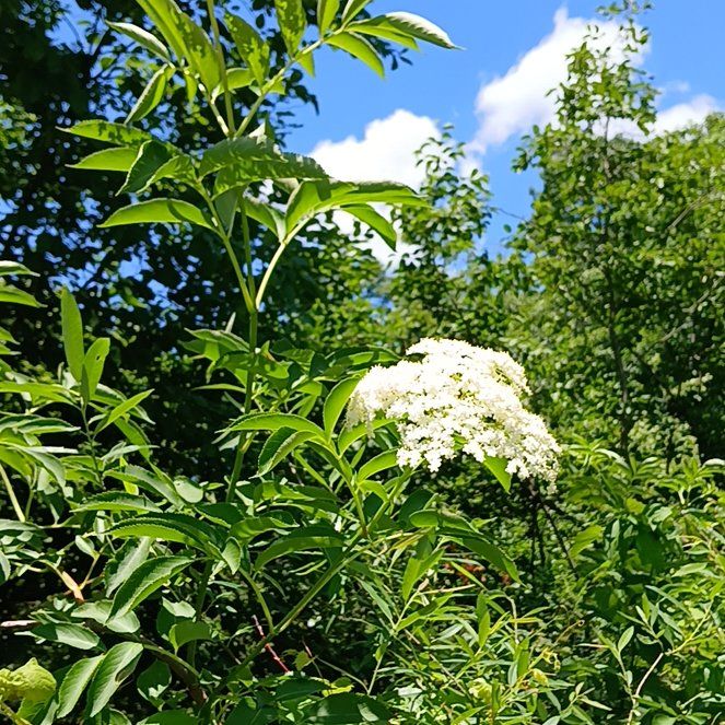 Photo of the plant species American Black Elderberry by @KindMorombe89 named Surya on Greg, the plant care app