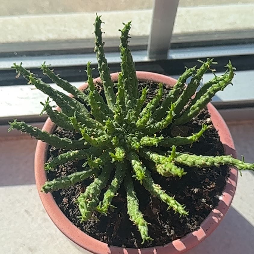 Photo of the plant species Medusa's Head Cactus by @BonusMudpuppy59 named Medusa on Greg, the plant care app