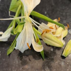Photo of the plant species Resurrection Lily by @TrueBasil47 named Walt on Greg, the plant care app