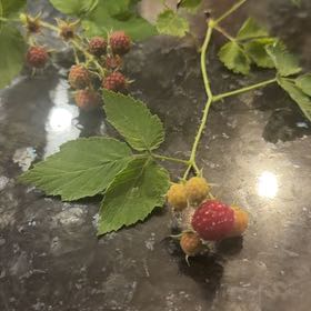 Photo of the plant species Black Raspberry by @TrueBasil47 named James Dean on Greg, the plant care app