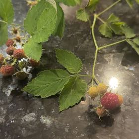 Photo of the plant species Black Raspberry by @TrueBasil47 named Cleopatra on Greg, the plant care app