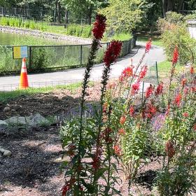 Photo of the plant species Cardinal Flower by @TrueBasil47 named Darwin on Greg, the plant care app