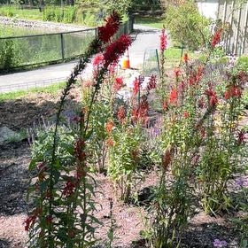 Photo of the plant species Cardinal Flower by @TrueBasil47 named Robert Plant on Greg, the plant care app