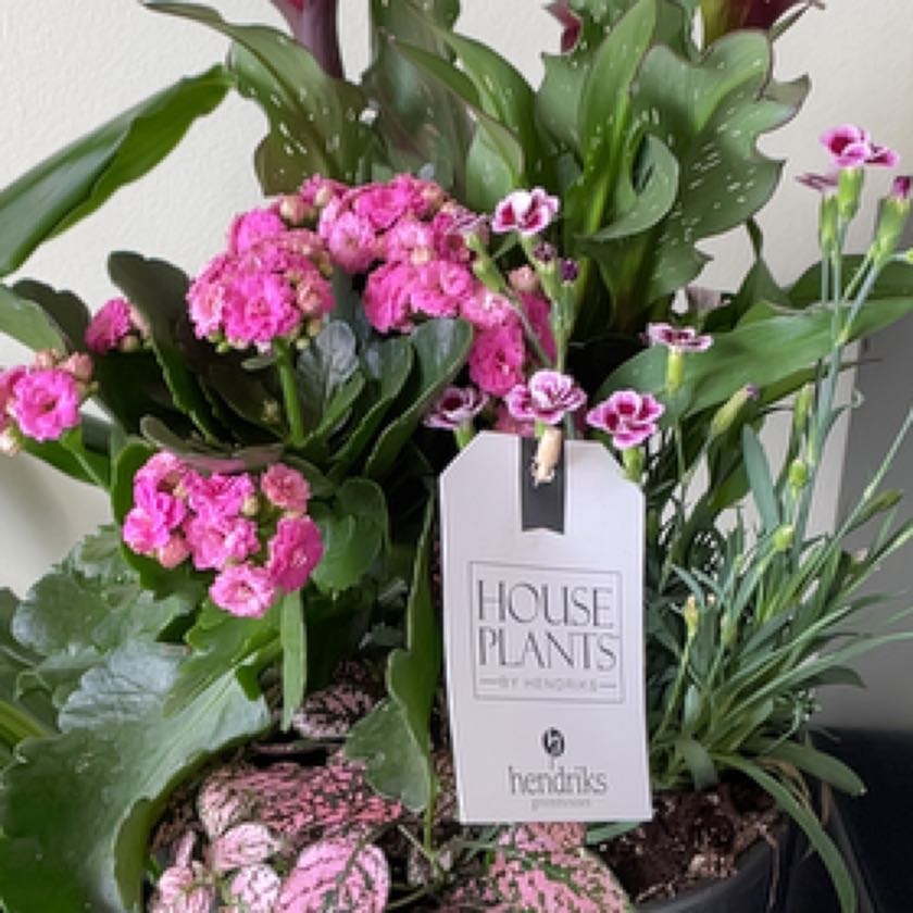 A well-maintained plant with vibrant pink flowers and a 'House Plants' label.