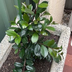 Photo of the plant species Lilly-Pilly by @TycoonPomelo34 named Nithin on Greg, the plant care app